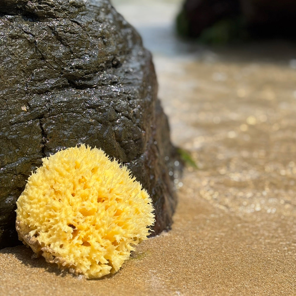 Natural Sea Sponge
